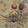 Philodromus margaritatus